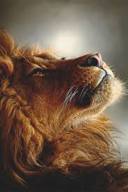 Gryffindor Aesthetics Animals Gryffindor Aesthetic Lions