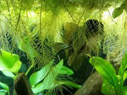 The roots should be examined for rotting and possible mycelial growth, reduction in roots especially feeder roots, and the presence of galls (figure 26). Phil Loves The Forest Of Dwarf Water Lettuce Roots Goldfish