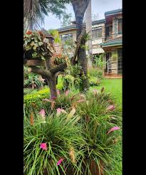 Image result for Tinnea zambesiaca