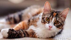 Sumate para conocer nuestros lanzamientos y mucho más. Dia Mundial Del Gato Por Que Se Celebra Hoy Radio Mitre