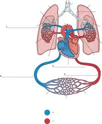 Pictures Of The Circulatory System Diagram Koibana Info Circulatory System Human Circulatory System System Model