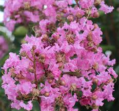 Maybe you would like to learn more about one of these? Crepe Myrtle Bloom Continuously All Summer Long