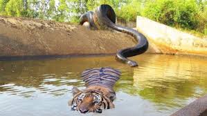 Did this lion survive this attack from a giant anaconda? Green Anaconda Vs Siberian Tiger Fight Comparison Who Will Win