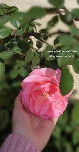 ورد زهر صور مصورات اقتباسات pink 1000 flower aesthetic beautiful flowers wallpapers sky photography nature