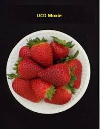 The cindy margurita strawberry and basal : Office Of Research The Uc Patented Strawberry Cultivars Office Of Research