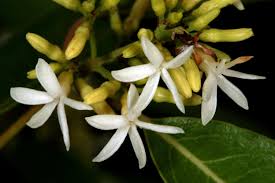 Image result for Diplorhynchus