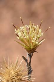 Image result for Dicoma