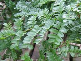 Image result for Schotia afra