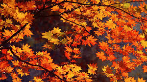 We have 53+ amazing background pictures carefully picked by our community. 53 Screensavers And Wallpaper Autumn Scene