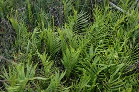 Image result for Cyclosorus interruptus