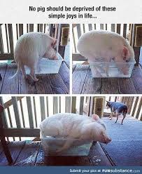 I Wish I Could Be As Happy As This Pig Funsubstance Cute Animals Cute Pigs Baby Animals