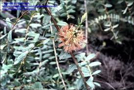 Image result for Melaleuca hypericifolia