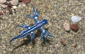 Attention! Dragon Bleu Mortel Envahit les Plages Espagnoles! ⚠️ - Imagen principal del artículo