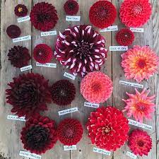 Variety Red 2019 Flowers Decor Flower Meanings Flower Garden Flower Farm