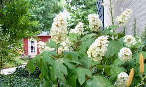 When to prune your hydrangeas. Is It Time To Prune Your Hydrangeas