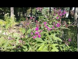 Image result for Vernonia hirsuta