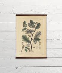 Beautiful Oak Tree Branch With Leaves And Acorn Canvas