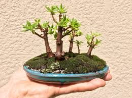 Image result for Crassula sarcocaulis
