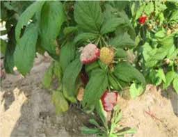 If control is necessary, contact your state cooperative extension service or click here for control materials and rates. Field Symptoms Of Sunscald White Drupelet Disorder On Raspberry Download Scientific Diagram