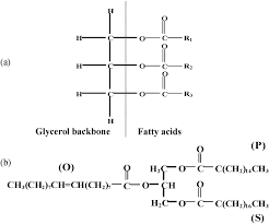Backbone network components (data communications and. A Basic Structure Of A Triglyceride Molecule With A Glycerol Backbone Download Scientific Diagram