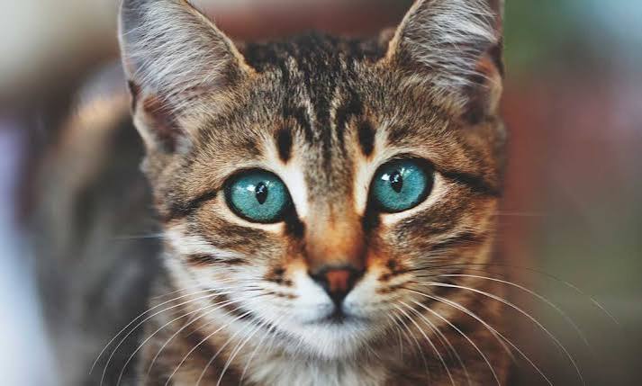 Here's How Cat Eyes Work and How to Care for Them | Chewy