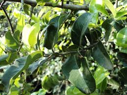 Image result for Drypetes gerrardii