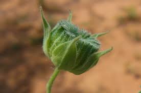 Image result for Abutilon austro-africanum