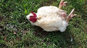 Tidur singkat bertenaga) adalah tidur dalam waktu singkat dengan memutus tidur sebelum masuk ke dalam fase tidur lelap atau. Apa Yang Dikatakan Janggut Tafsiran Mimpi Tentang Ayam Jantan
