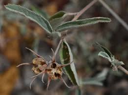 Image result for Melhania forbesii
