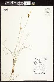 Image result for Cyperus pseudoleptocladus