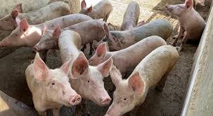 Creer un elevage de porc. Elevage Porcin Salissant Mais Rentable Lefaso Net