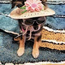 Hat For Dog Orchid Dog Sun Hats Party Hats For Etsy In 2020 Dog Hat Puppy Hats Crochet Dog Hat