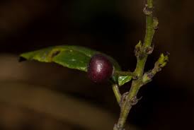 Image result for Rhamnus prinoides