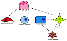 Bone remodeling involves the removal of mineralized bone by osteoclasts followed by the formation of bone matrix through the osteoblasts that subsequently become mineralized. Molecular Aspects Of Bone Remodeling Intechopen