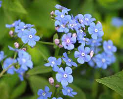 Little care is needed once brunnera is established. Kaukasusvergissmeinnicht Pflanzen Und Pflegen Mein Schoner Garten