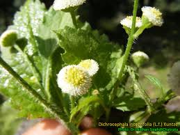 Image result for Dichrocephala