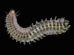 Image result for Eulalia polyneura