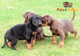 See more of doberman puppies for adoption on facebook. 1 Beautiful Pure Bred Doberman Puppy For Sale Market Rasen Lincolnshire Pets4homes Doberman Puppy Doberman Puppies For Sale Puppies For Sale