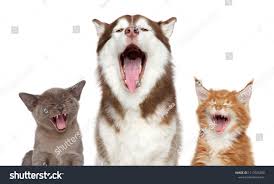 Often unfortunately reminds you, exactly why it is a film that you had no idea was even being made. Group Of Pets Sing Song Theme Cats And Dogs Portrait On White Background Song Theme Sing Group Cat Stock Cats Pets