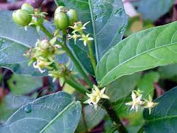 Image result for Sesamum calycinum