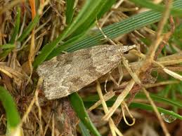 Image result for Scoparia subfusca