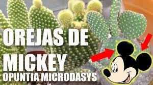 Continuando con la ronda de preguntas, le llegó el turno a vlad. Todo Sobre El Cactus Opuntia Microdasys Como Son Etc