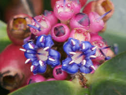 Image result for Platostoma coeruleum