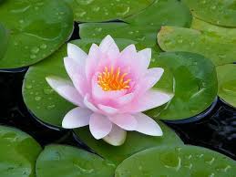 July Secondary Birth Month Flower Water Lily Symbolizing Perfect Beauty Water Lily By Judesnature Vi Birth Month Flowers Lily Pictures Water Lily Tattoos