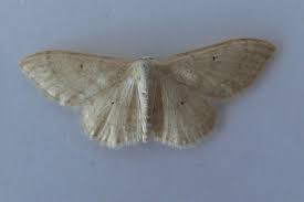 Image result for Idaea biselata
