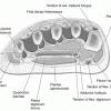 12 photos of the foot muscle anatomy mri. 1