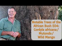 Image result for Cordyla africana