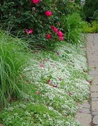 A new, easy way to get landscaping in. 10 Front Yard Redo For Lani Ideas Front Yard Garden Shrubs Front Yard