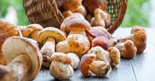 Comment Faire Secher Des Cepes Champignons Farcis Alimentation De Saines Habitudes Alimentaires