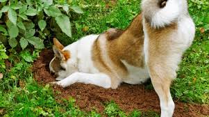 Maybe you would like to learn more about one of these? How To Stop Your Dog From Digging Up Your Garden Pet On Bed